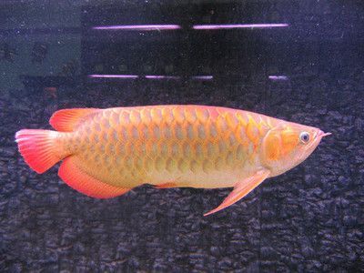 金龍魚是幾級保護動物：金龍魚是國家保護動物嗎 金龍魚是幾級保護動物：金龍魚是國家保護動物嗎 龍魚百科 第1張