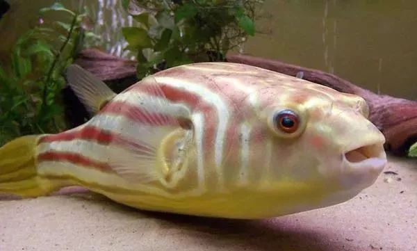 斑馬狗頭魚和龍魚混養(yǎng)
