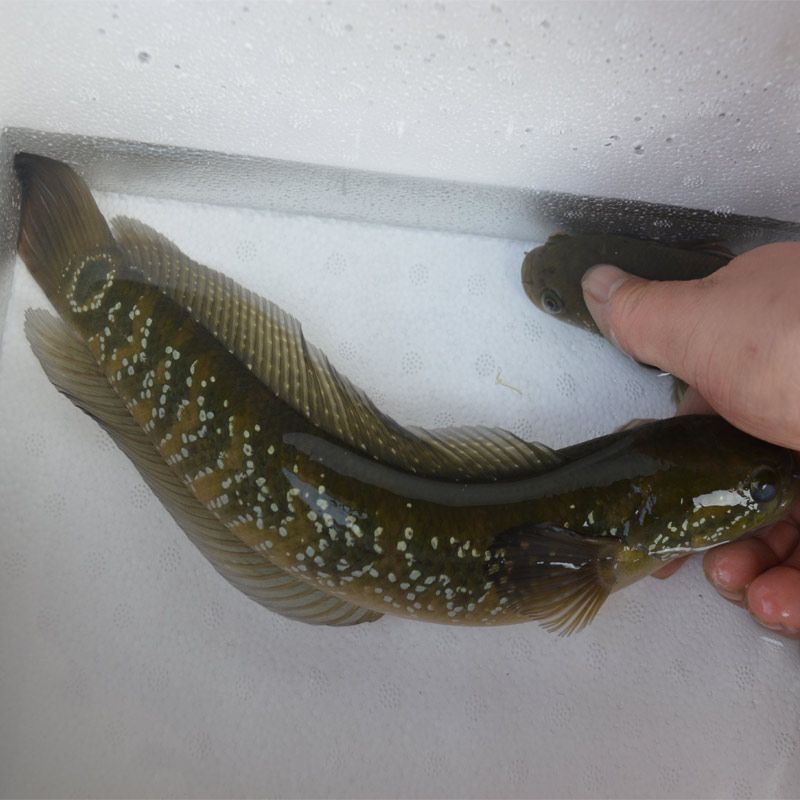 龍魚和雷龍魚哪個好釣：龍魚和雷龍魚哪個好釣詳情 龍魚和雷龍魚哪個好釣：龍魚和雷龍魚哪個好釣詳情 龍魚百科 第1張