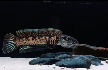 龍魚和雷龍魚哪個好釣：龍魚和雷龍魚哪個好釣詳情 龍魚和雷龍魚哪個好釣：龍魚和雷龍魚哪個好釣詳情 龍魚百科 第2張