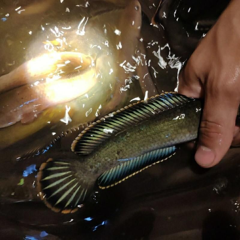 龍魚和雷龍魚哪個好釣：龍魚和雷龍魚哪個好釣詳情 龍魚和雷龍魚哪個好釣：龍魚和雷龍魚哪個好釣詳情 龍魚百科 第4張