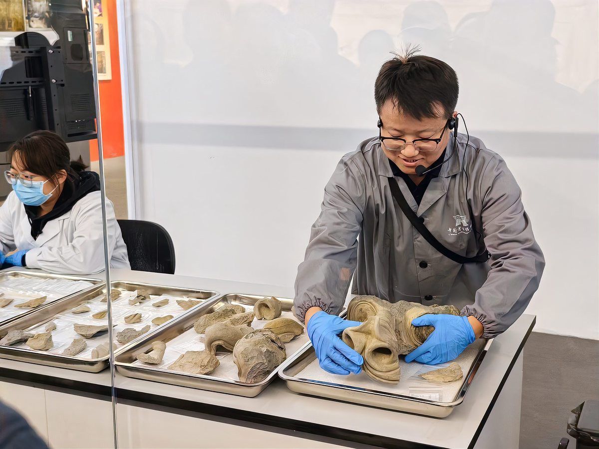 金頭古龍的保護現狀 金頭古龍的保護現狀 龍魚百科 第1張