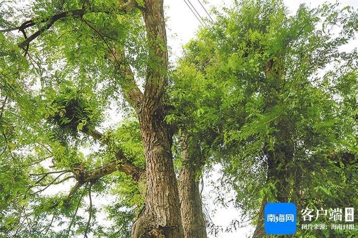 金頭古龍的保護現狀 金頭古龍的保護現狀 龍魚百科 第4張