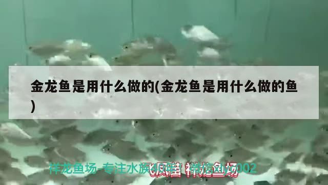 金龍魚是用什么做的(金龍魚是用什么做的魚) 金龍魚是用什么做的(金龍魚是用什么做的魚) 龍魚百科
