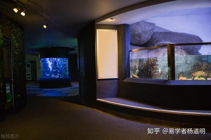 龍魚缸不能朝什么方向 龍魚缸不能朝什么方向 龍魚百科 第7張
