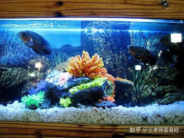 龍魚缸不能朝什么方向 龍魚缸不能朝什么方向 龍魚百科 第11張
