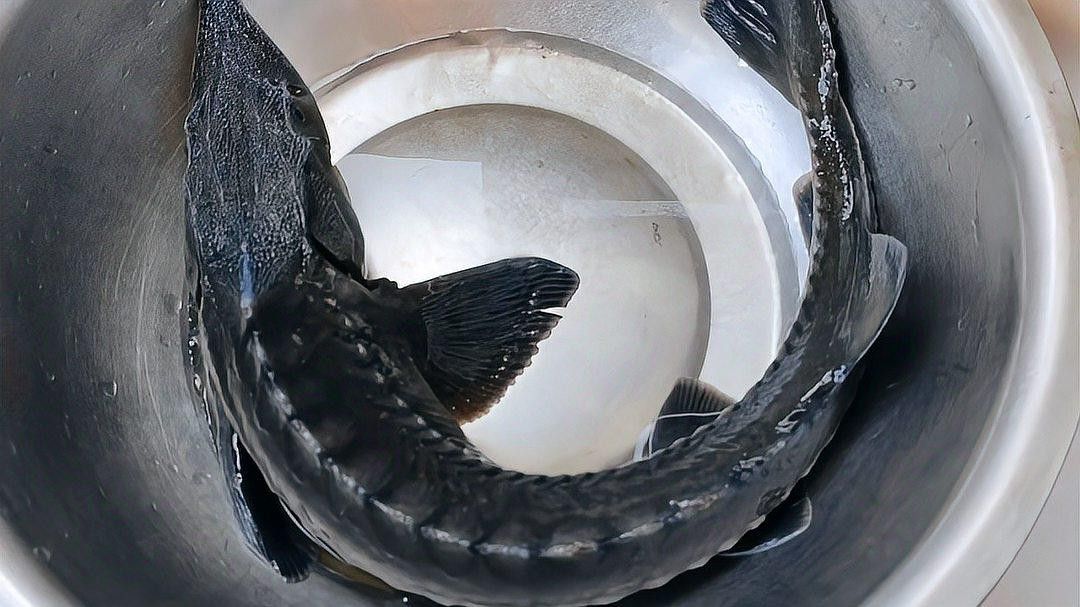 福龍魚替代食材中哪個最營養？