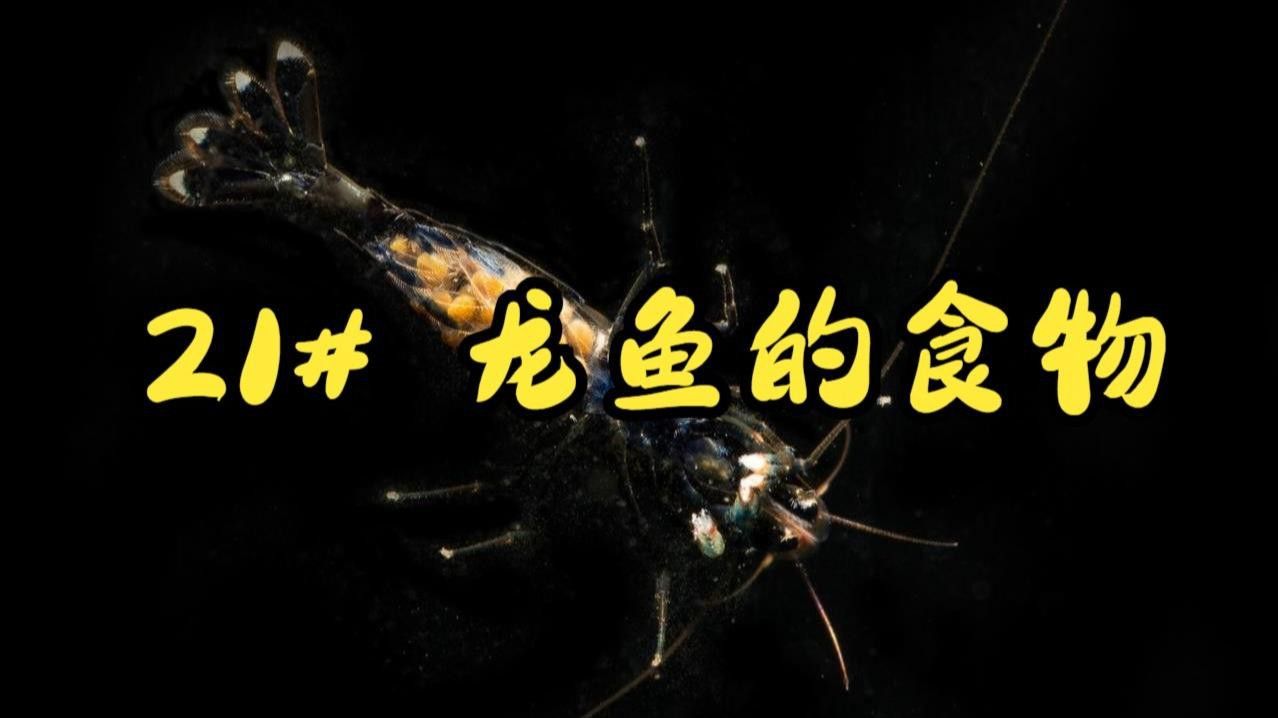 紅龍魚除了飼料還能吃什么？
