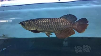 20公分龍魚多久長到30公分呢圖片(龍魚從20公分長到30公分長到30公分需要多久) 龍魚百科 第1張 20公分龍魚多久長到30公分呢圖片(龍魚從20公分長到30公分長到30公分需要多久) 20公分龍魚多久長到30公分呢圖片(龍魚從20公分長到30公分長到30公分需要多久) 龍魚百科 第1張