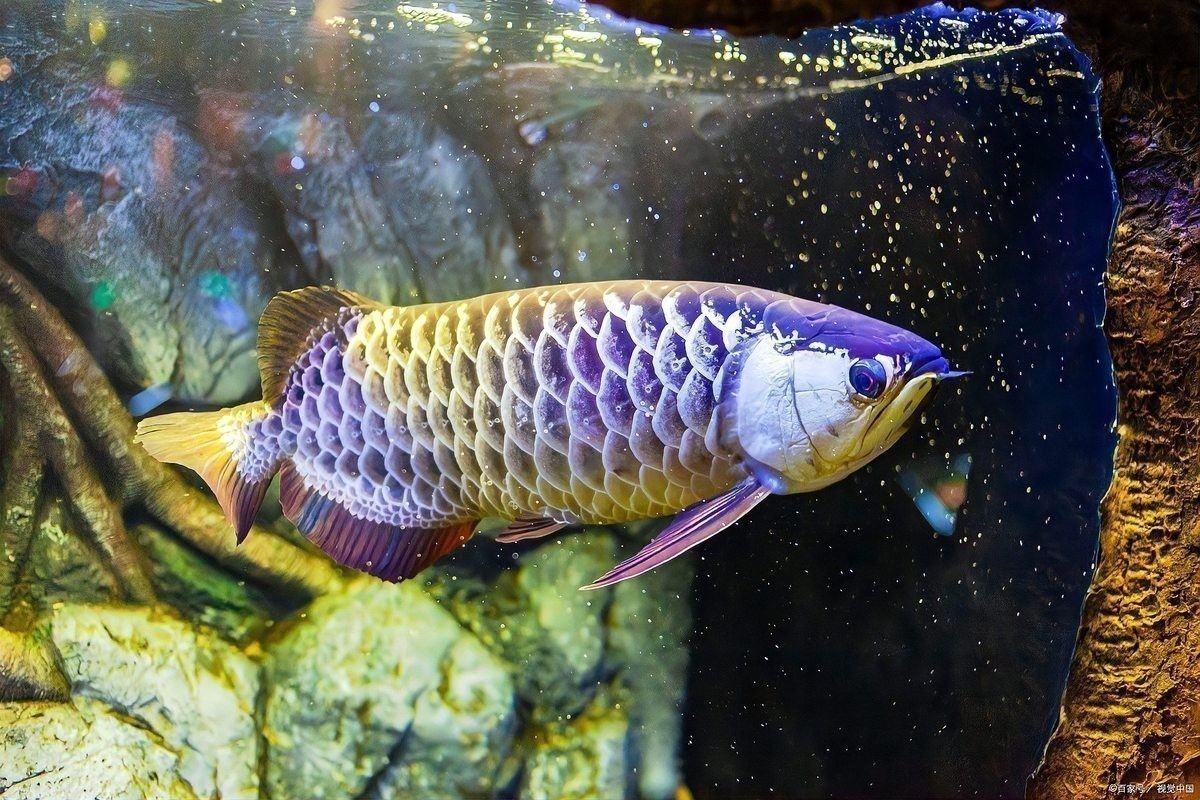 龍魚只吃飼料不吃小蝦小魚怎么回事