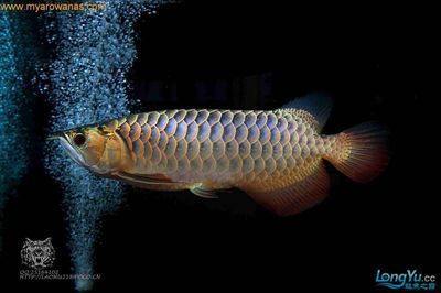 龍魚皮膚粗糙沉缸（關于“龍魚皮膚粗糙沉缸”的查詢） 龍魚皮膚粗糙沉缸（關于“龍魚皮膚粗糙沉缸”的查詢） 龍魚百科 第4張
