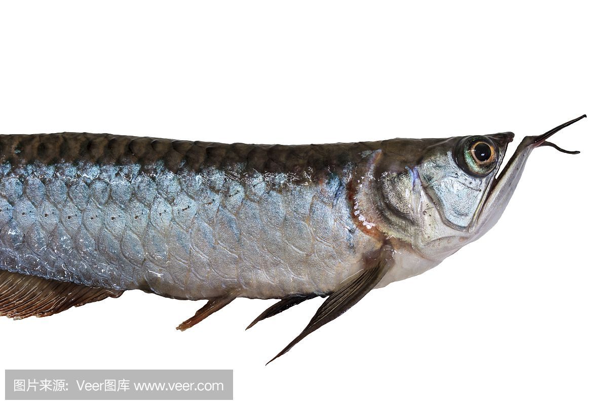 龍魚皮膚粗糙沉缸（關于“龍魚皮膚粗糙沉缸”的查詢） 龍魚皮膚粗糙沉缸（關于“龍魚皮膚粗糙沉缸”的查詢） 龍魚百科 第3張