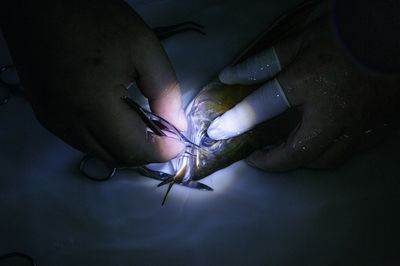 龍魚吊眼手術的價格是多少：龍魚吊眼手術價格是多少