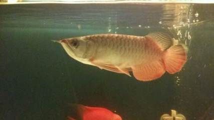 龍魚吊眼手術的價格是多少：龍魚吊眼手術價格是多少