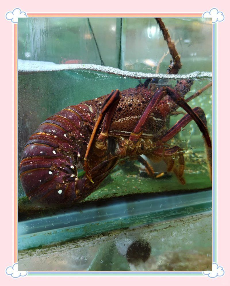 馬來西亞帶魚好吃嗎