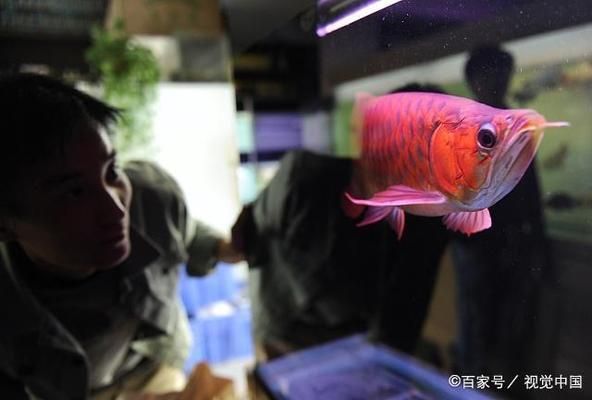 金龍魚 紅龍魚 區別在哪里（紅龍魚與金龍魚的區別）