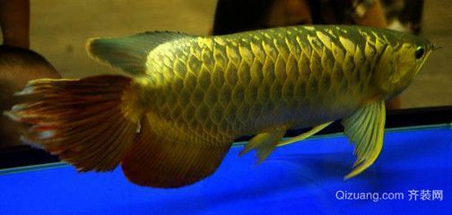金龍魚屬于什么魚科：金龍魚屬于什么魚科，
