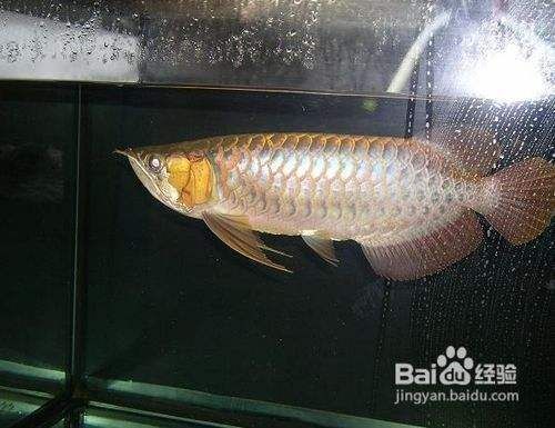 紅龍魚只吃活食怎么辦呢（如何改善紅龍魚的飲食習(xí)慣）