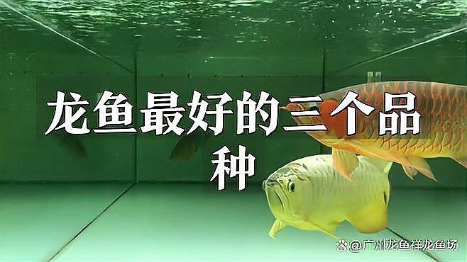 紅龍魚品牌等級排名表格圖片