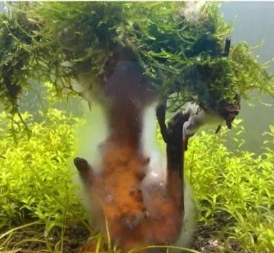 龍魚(yú)缸里有白色絮狀物是什么魚(yú)