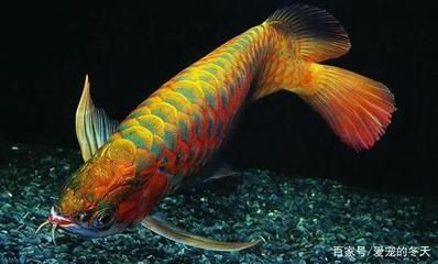 龍魚尾巴剪掉多久長好：龍魚尾巴剪掉后的恢復時間