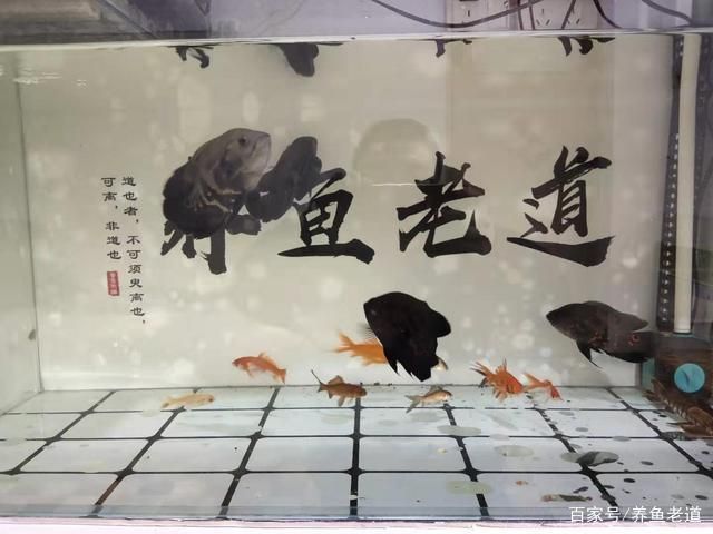 好魚缸不用換水嗎為什么呢視頻，如何正確給魚缸換水？魚缸過濾系統維護方法