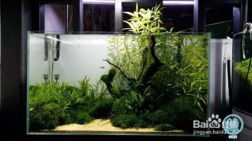 好魚缸不用換水嗎為什么呢視頻，如何正確給魚缸換水？魚缸過濾系統維護方法