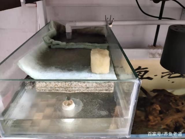 好魚缸不用換水嗎為什么呢視頻，如何正確給魚缸換水？魚缸過濾系統維護方法