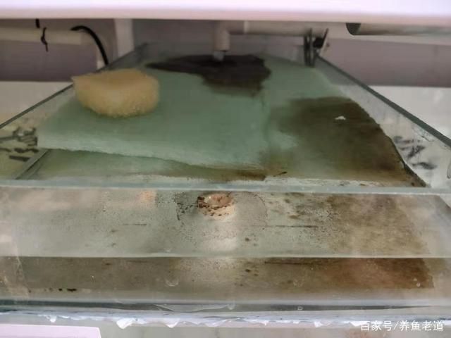 好魚缸不用換水嗎為什么呢視頻，如何正確給魚缸換水？魚缸過濾系統維護方法
