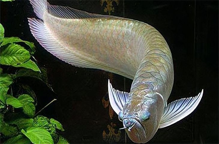 銀龍魚可以跟其他魚養在一起嗎