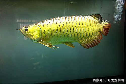 金龍魚公母哪個更值錢？ 金龍魚公母哪個更值錢？ 龍魚百科 第8張