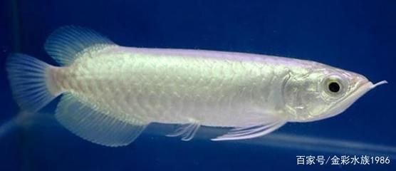 白化龍魚百度百科：關于白化龍魚的介紹