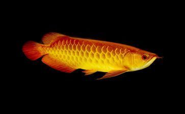 網上買龍魚靠譜？（網上購買龍魚可靠嗎？）