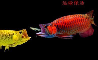 網上買龍魚靠譜？（網上購買龍魚可靠嗎？）