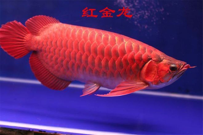 緬甸圖騰金龍魚圖片 緬甸圖騰金龍魚圖片 龍魚百科 第13張