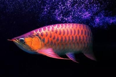 龍魚(yú)在水底下游是什么情況，龍魚(yú)在水底下游可能有多種原因：龍魚(yú)在水底下游可能有多種原因 龍魚(yú)在水底下游是什么情況，龍魚(yú)在水底下游可能有多種原因：龍魚(yú)在水底下游可能有多種原因 龍魚(yú)百科 第1張