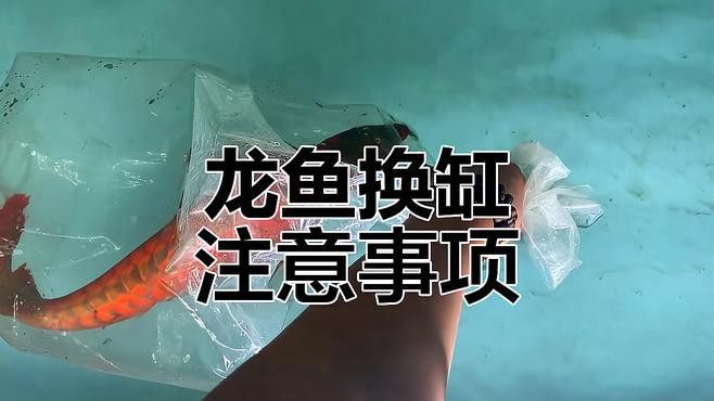 紅龍發(fā)色過程中可以換缸嗎？