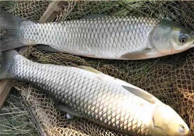 藍帆五間魚不能隨便吃