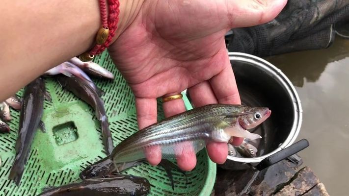 海里的紅龍魚(yú)能吃嗎：海里的紅龍魚(yú)能吃嗎紅龍魚(yú)的營(yíng)養(yǎng)價(jià)值