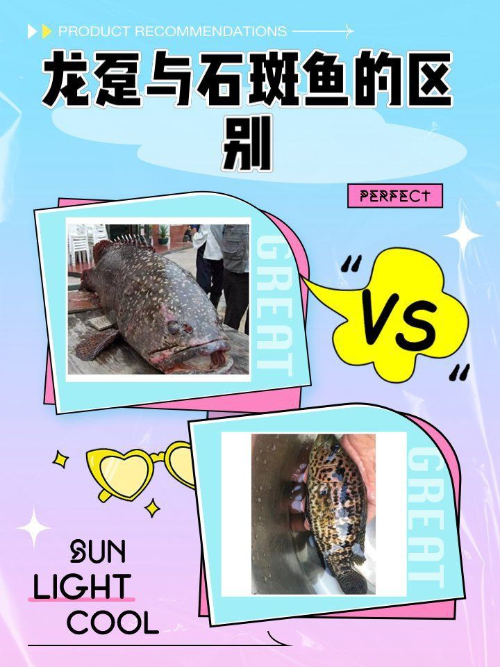 龍躉可以淡水養殖嗎