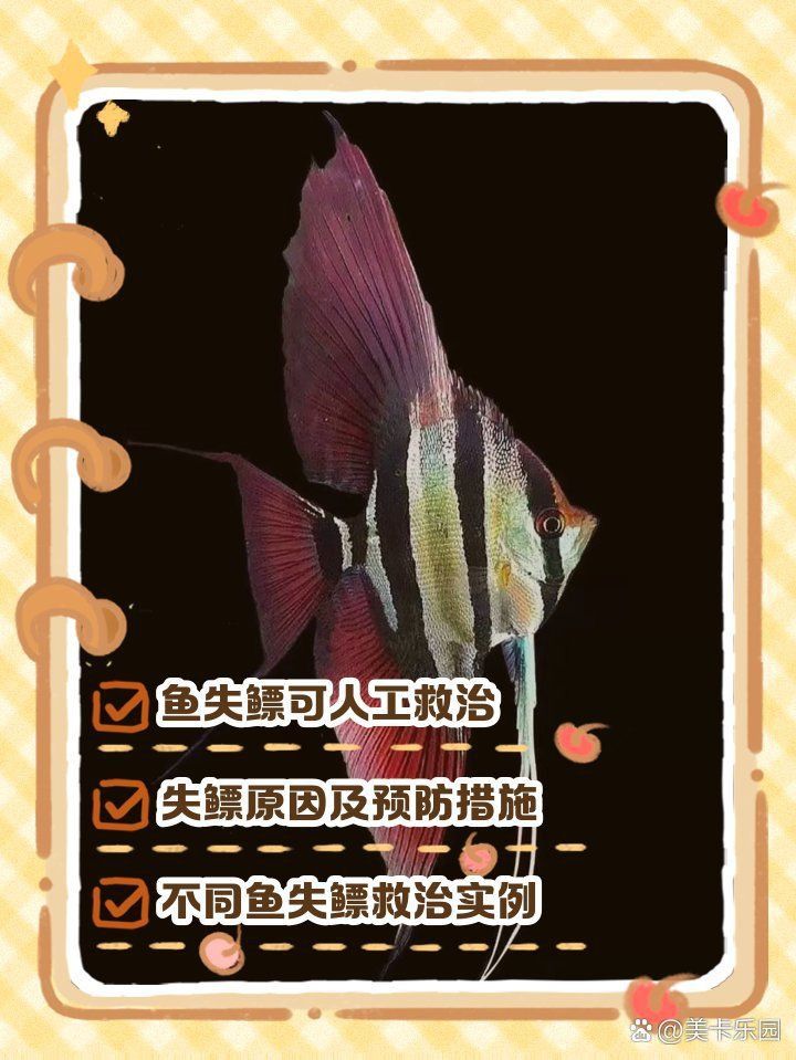 藍帆五間魚脫變最佳解決方案