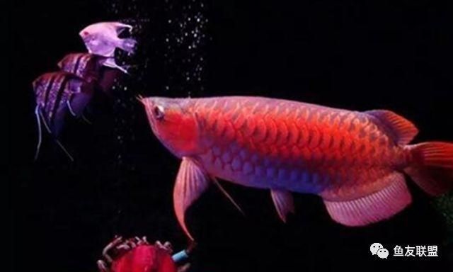 紅龍魚發色過程圖解說明（紅龍魚的發色過程你了解嗎？） 紅龍魚發色過程圖解說明（紅龍魚的發色過程你了解嗎？） 龍魚百科 第5張