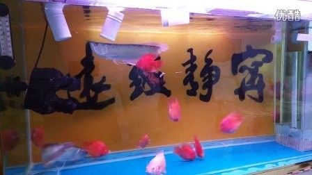 銀龍魚混養視頻播放