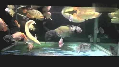 銀龍魚混養視頻播放