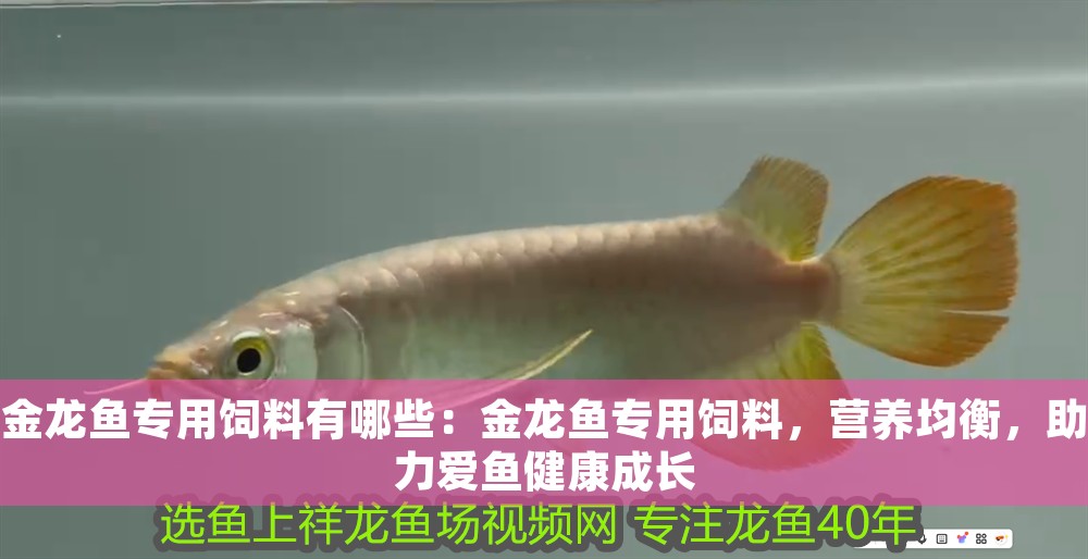 金龍魚(yú)專(zhuān)用飼料有哪些：金龍魚(yú)專(zhuān)用飼料，營(yíng)養(yǎng)均衡，助力愛(ài)魚(yú)健康成長(zhǎng)