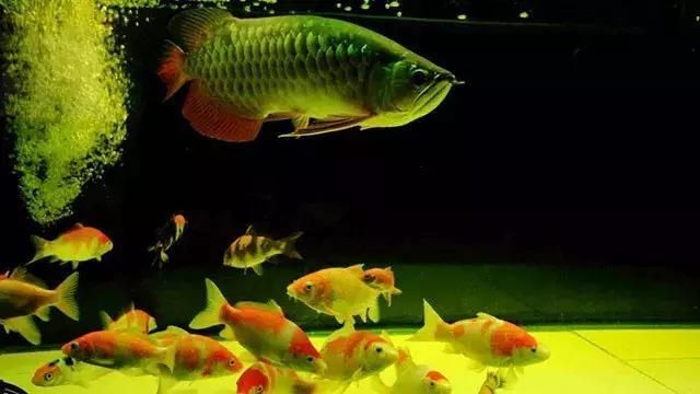 養龍魚用什么品牌的缸好：養龍魚的魚缸品牌有哪些？