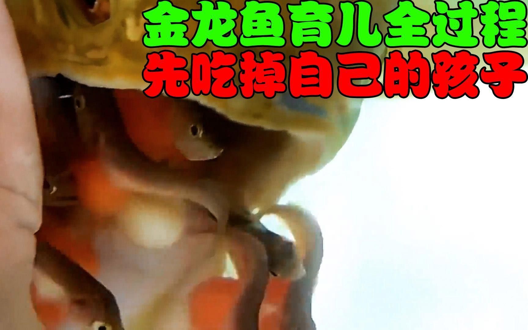 金龍魚視頻有哪些高清資源？