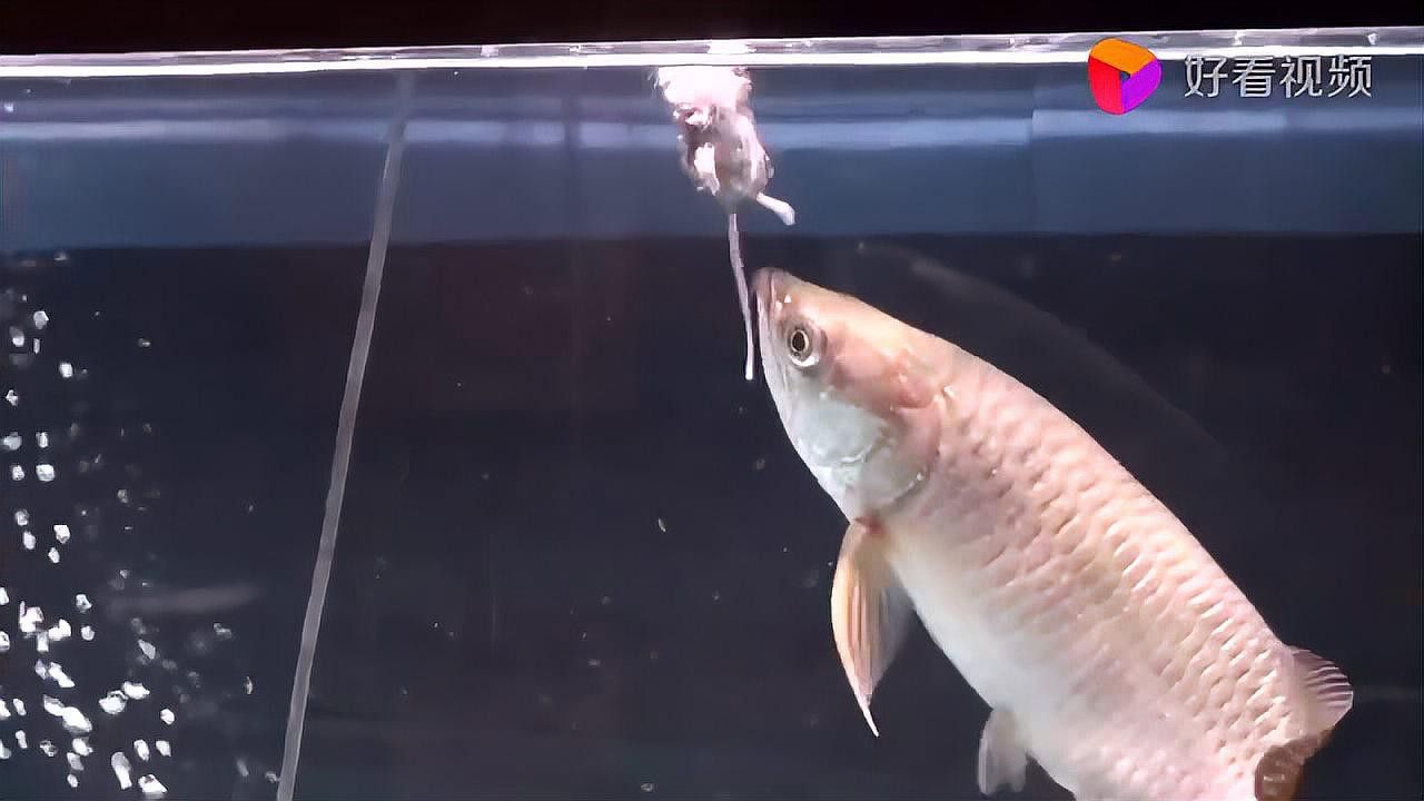 金龍魚視頻有哪些高清資源？