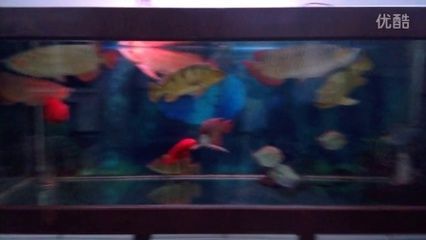 龍魚之家魚缸養什么魚好看：幾種適合作為龍魚配魚的觀賞魚