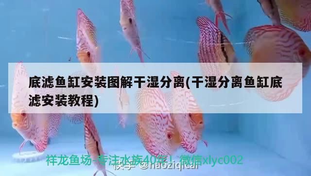 龍魚(yú)吃啥發(fā)色好：龍魚(yú)吃啥發(fā)色好一點(diǎn)